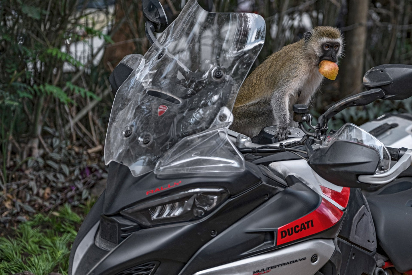 2025 Ducati Multistrada V4 Rally - Red