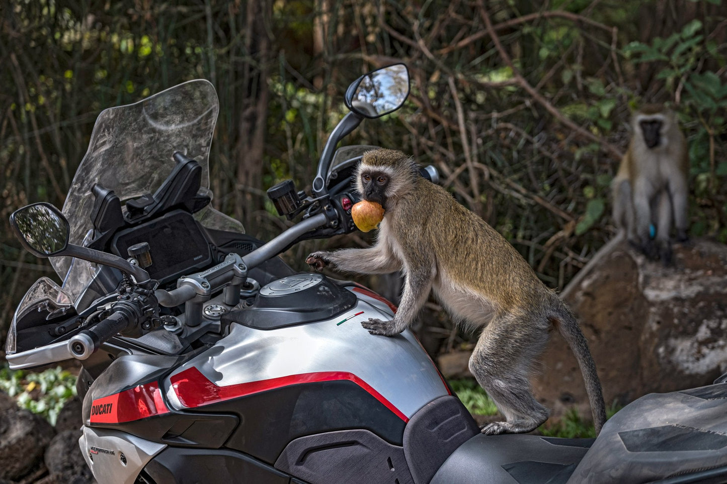 2025 Ducati Multistrada V4 Rally - Red